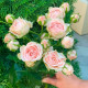 Саджанці бордюрної троянди «Пінк Баблз»