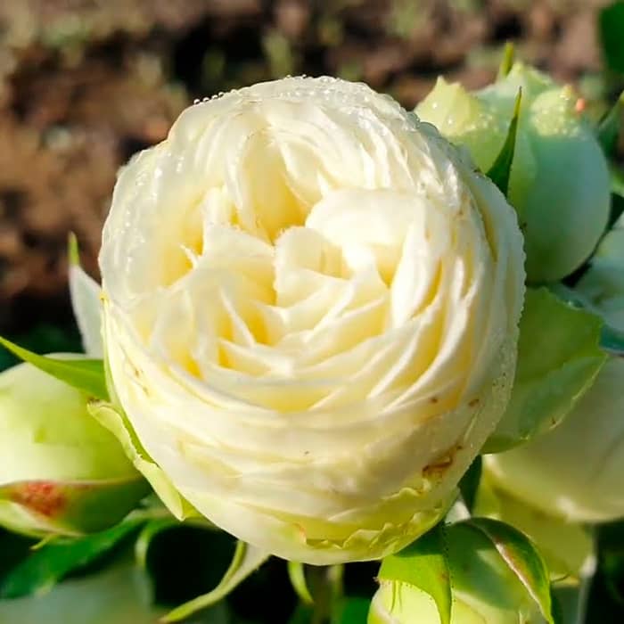 Саджанці бордюрної троянди «Сноу Ворлд»