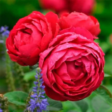 Саджанці чайно-гібридної троянди «Аскот»