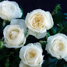 Саджанці чайно-гібридної троянди «Боїнг»