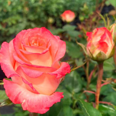 Саджанці чайно-гібридної троянди «Дует»