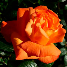 Саджанці чайно-гібридної троянди «Луї де Фінес»