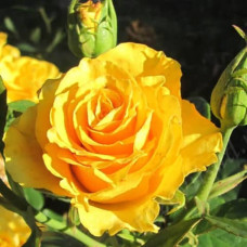 Саджанці чайно-гібридної троянди "Санта Лючія"