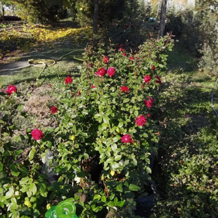 Саджанці чайно-гібридної троянди «Амалія»