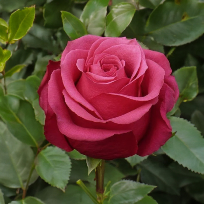 Саджанці чайно-гібридної троянди «Амалія»