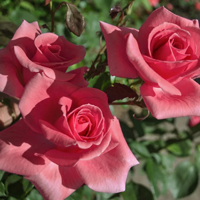 Саджанці чайно-гібридної троянди «Амалія»