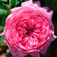 Саджанці чайно-гібридної троянди «Емілі»