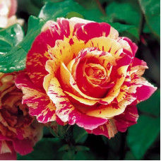 Саджанці чайно-гібридної троянди «Фаєр Крек»