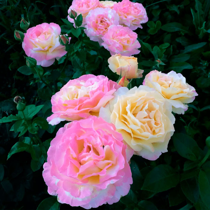 Саджанці чайно-гібридної троянди «Глорія Дей»