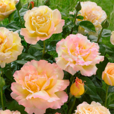 Саджанці чайно-гібридної троянди «Глорія Дей»