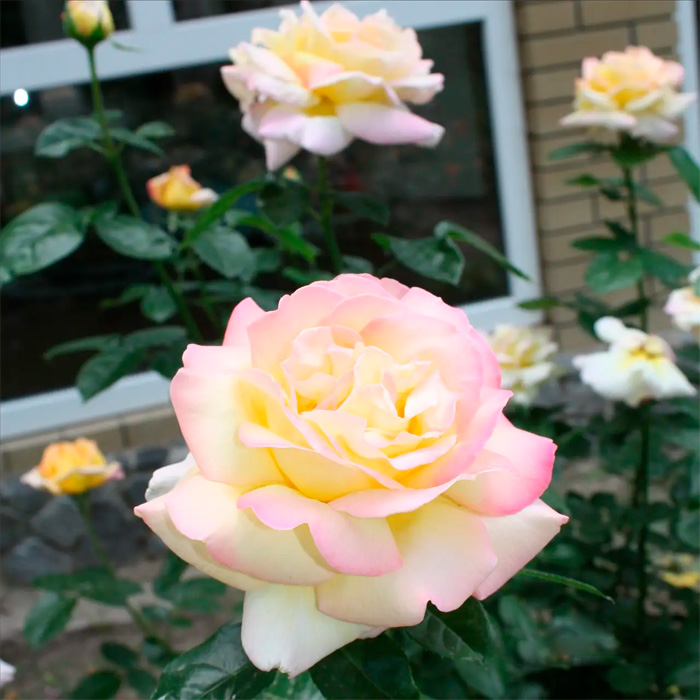 Саджанці чайно-гібридної троянди «Глорія Дей»