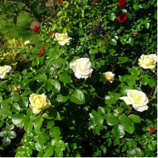 Саджанці чайно-гібридної троянди «Ла Перла»