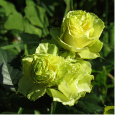 Саджанці чайно-гібридної троянди «Ленні»