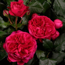 Саджанці чайно-гібридної троянди «Марієтта»