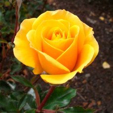 Саджанці чайно-гібридної троянди «Мохана»