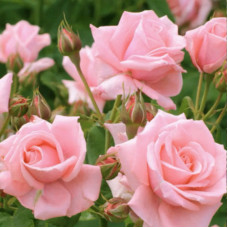 Саджанці чайно-гібридної троянди «Нобіліс»