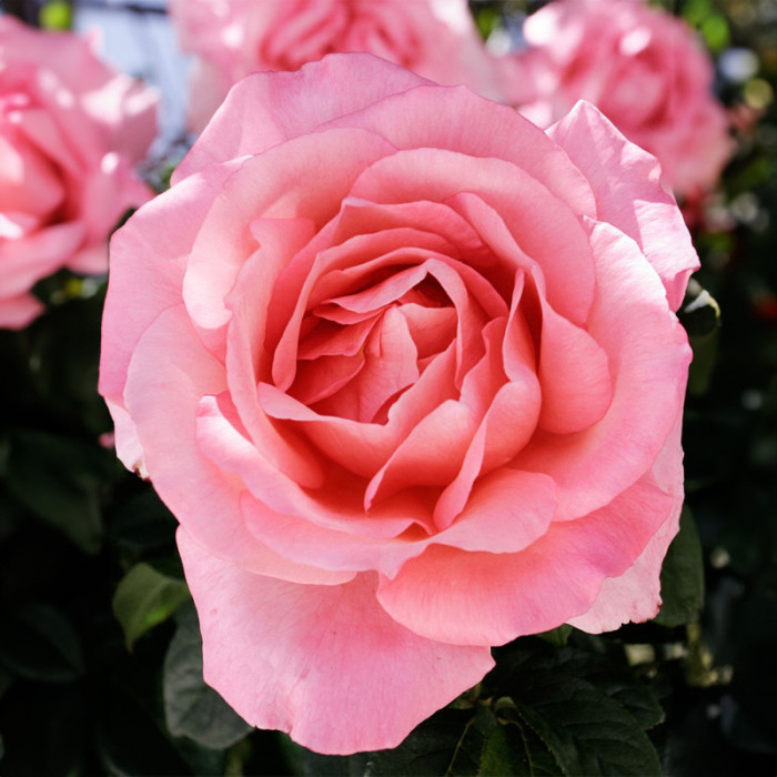 Саджанці чайно-гібридної троянди «Нобіліс»