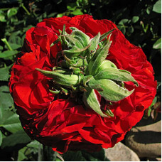 Саджанці чайно-гібридної троянди «Ред Ай»