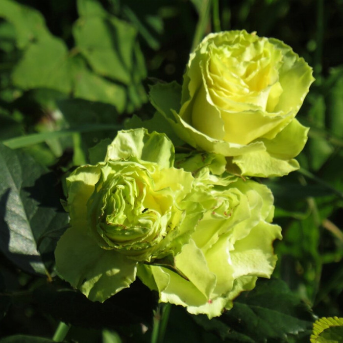 Саджанці чайно-гібридної троянди «Лімбо»