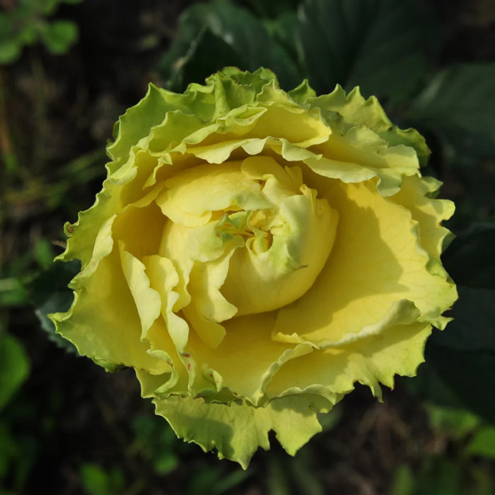 Саджанці чайно-гібридної троянди «Лімбо»