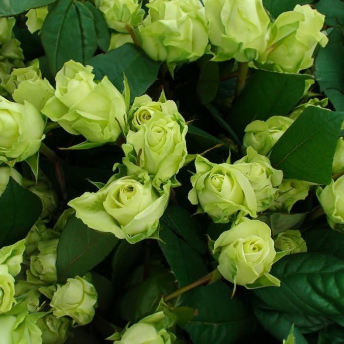 Саджанці чайно-гібридної троянди «Лімбо»