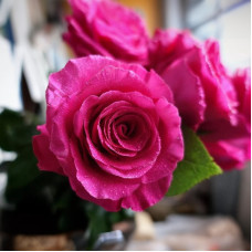 Саджанці чайно-гібридної троянди «Розберрі»