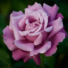 Саджанці чайно-гібридної троянди «Шарль де Голь»