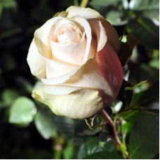 Саджанці чайно-гібридної троянди «Талея»