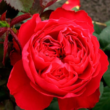 Саджанці чайно-гібридної троянди «Ті Амо»