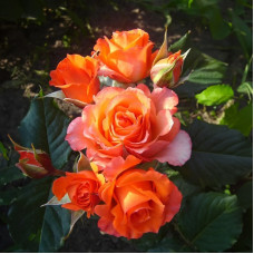 Саджанці чайно-гібридної троянди «Верано»