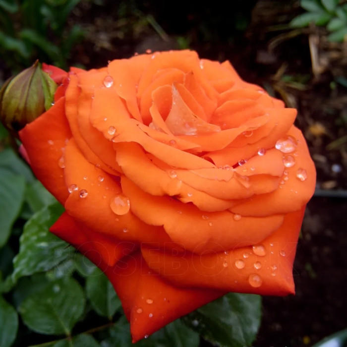 Саджанці чайно-гібридної троянди «Верано»