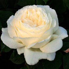 Саджанці чайно-гібридної троянди «Жан Моро»