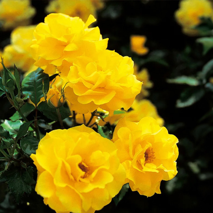 Саджанці бордюрної троянди «Фрезія»