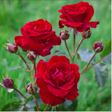 Саджанці троянди  флорибунда «Ніна Вейбул»