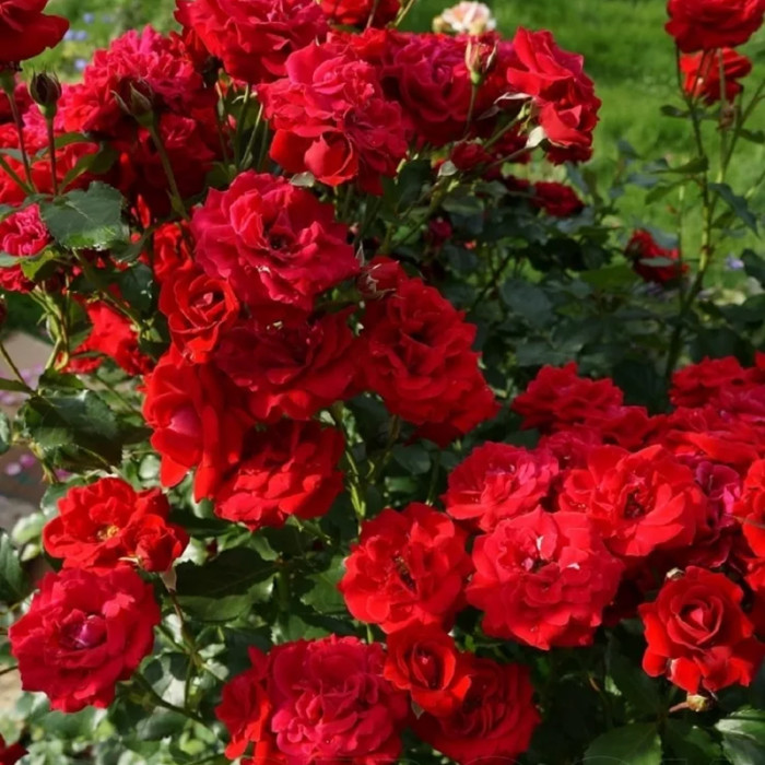 Саджанці троянди  флорибунда «Ніна Вейбул»