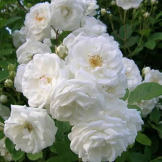 Саджанці плетистої троянди  «Глен Моранж»