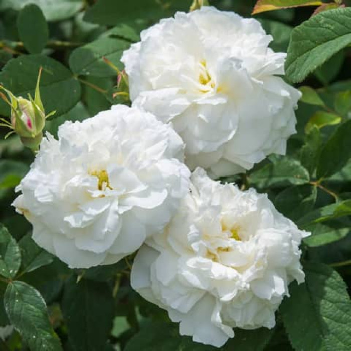 Саджанці плетистої троянди  «Глен Моранж»