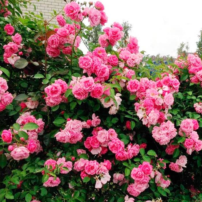 Саджанці плетистої троянди «Лавінія»