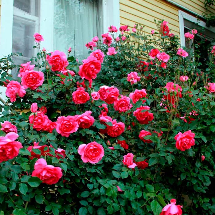 Саджанці плетистої троянди «Лавінія»