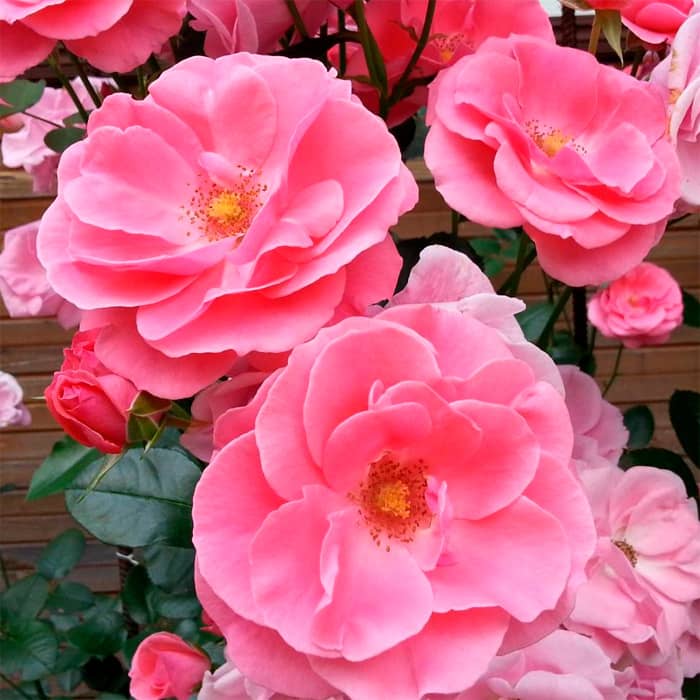 Саджанці плетистої троянди «Лавінія»