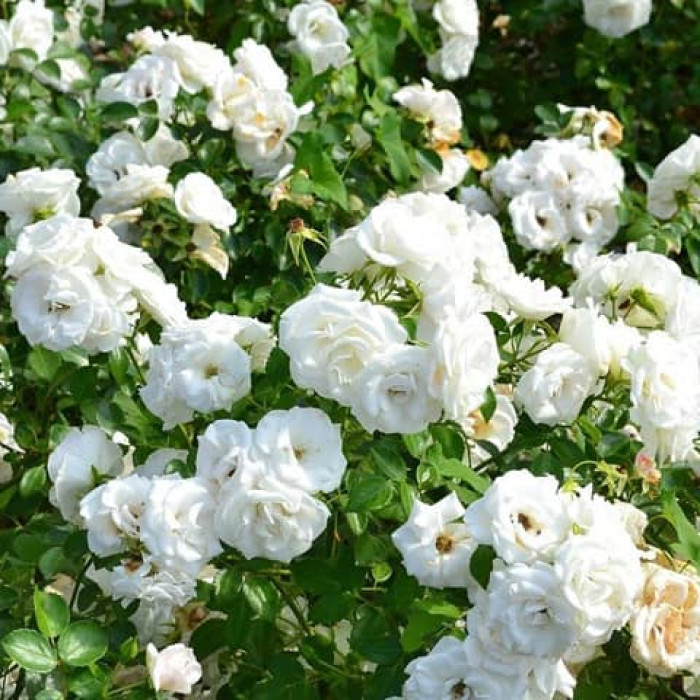 Саджанці плетистої троянди "Метіда"