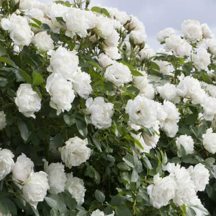 Саджанці плетистої троянди "Метіда"