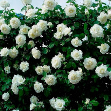 Саджанці плетистої троянди «Монблан»