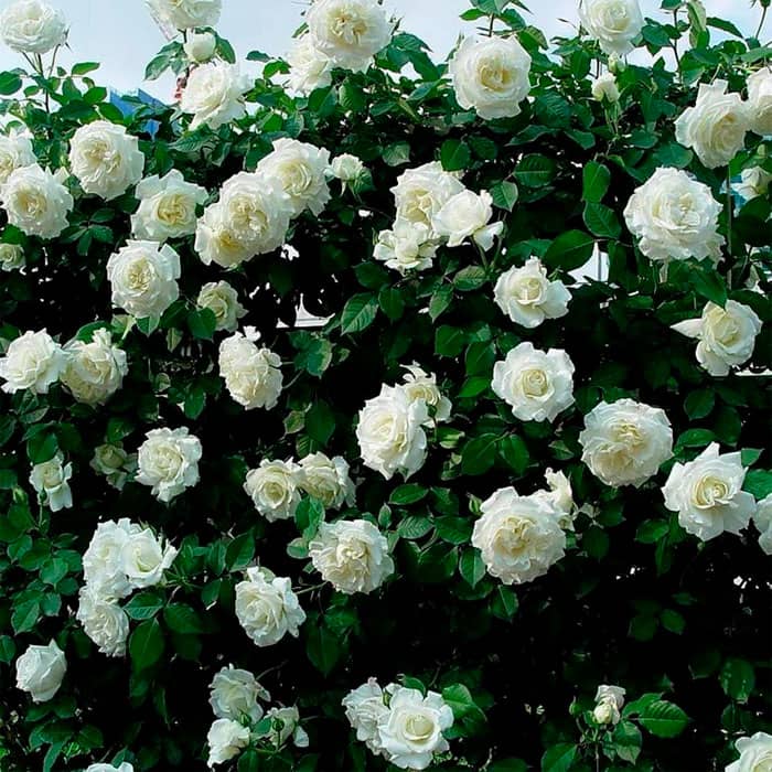 Саджанці плетистої троянди «Монблан»