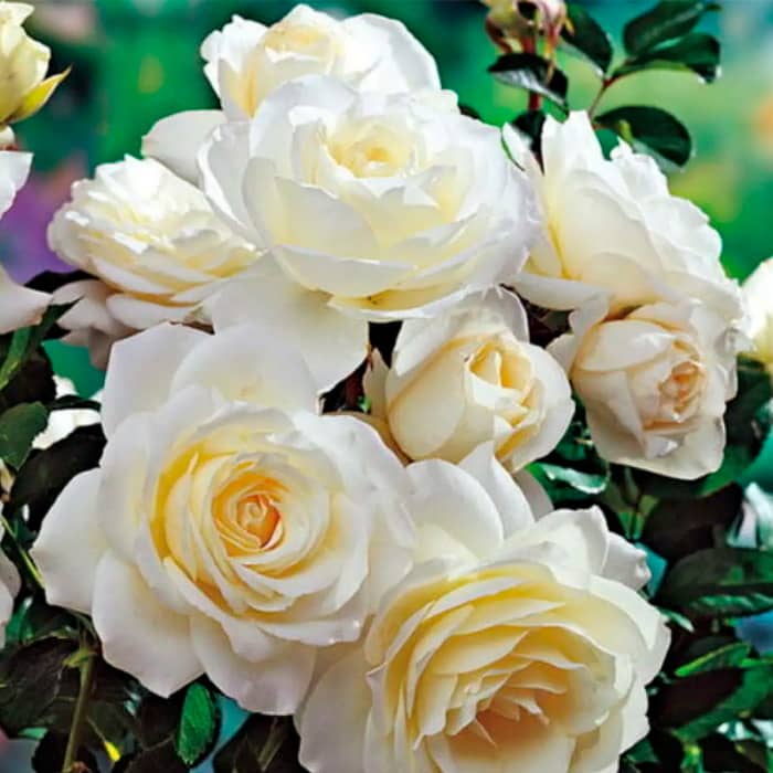 Саджанці плетистої троянди «Монблан»