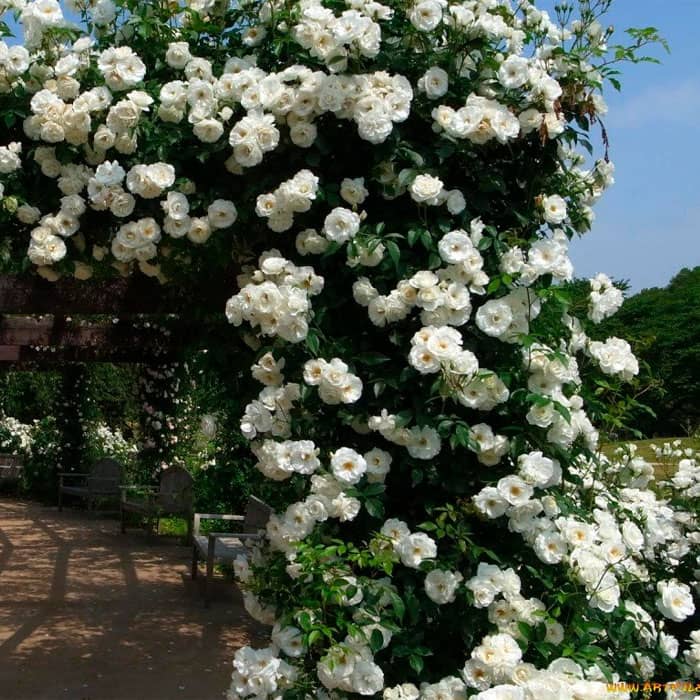 Саджанці плетистої троянди «Монблан»