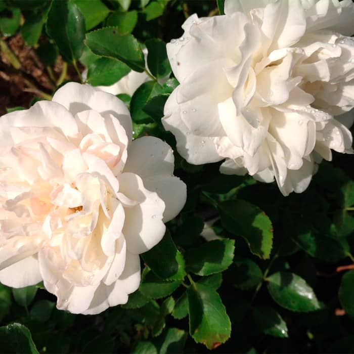 Саджанці плетистої троянди «Монблан»