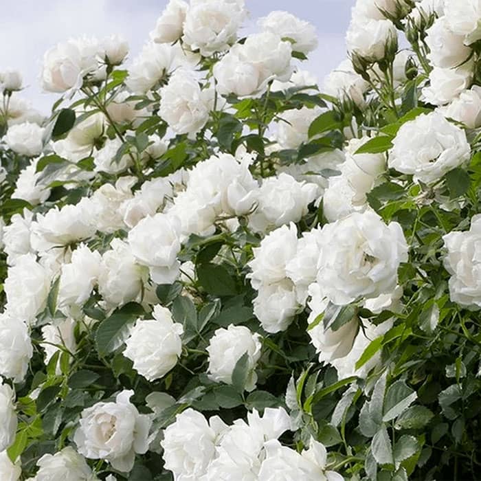 Саджанці плетистої троянди «Монблан»