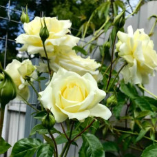 Саджанці плетистої троянди "Персіфона"