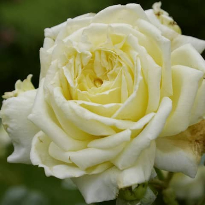 Саджанці плетистої троянди "Персіфона"